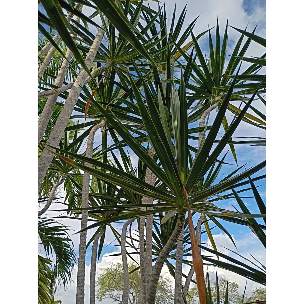 Dragon Tree Dracaena Live House Plant Rooted Cutting